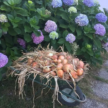 & Matarese Casamicciola Terme