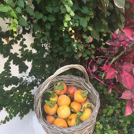 & Matarese Casamicciola Terme